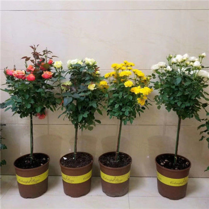 树型月季，嫁接树桩棒棒糖造型各种颜多品：