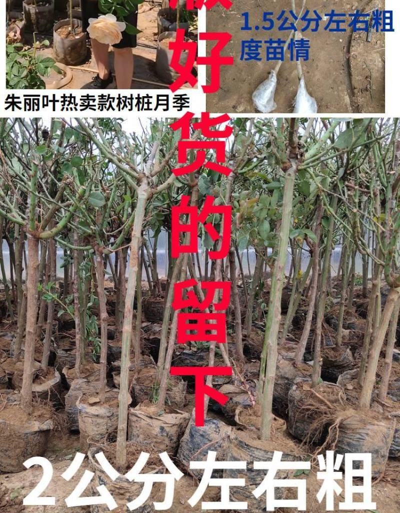 树型月季，嫁接树桩棒棒糖造型各种颜多品：