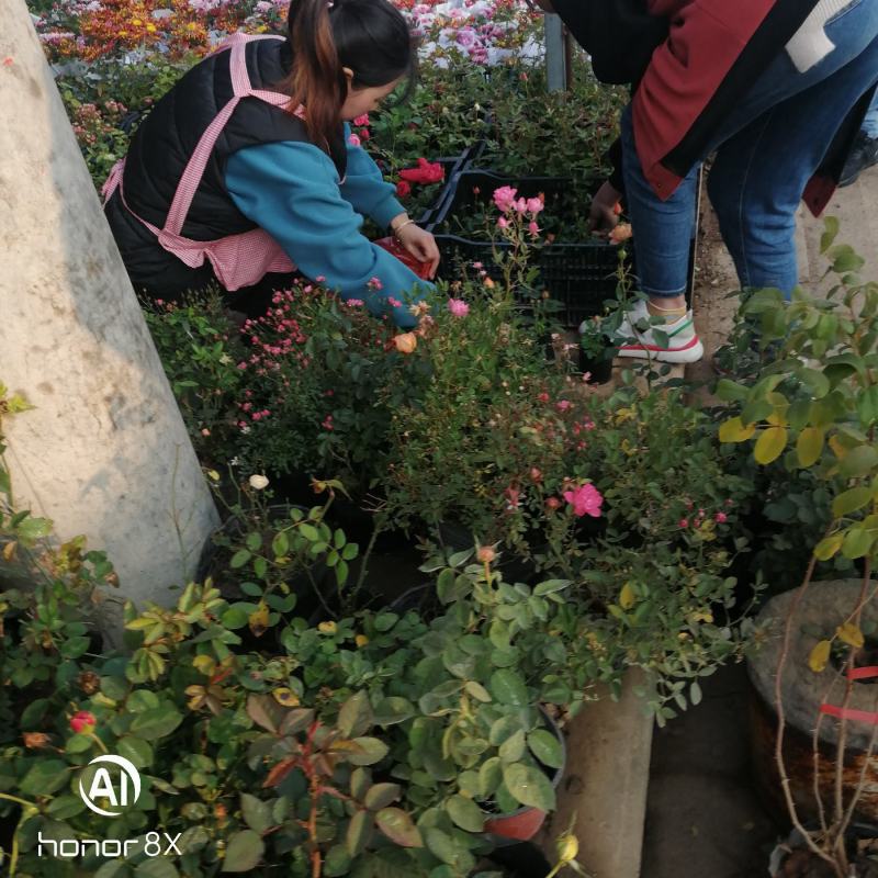 树型月季，嫁接树桩棒棒糖造型各种颜多品：