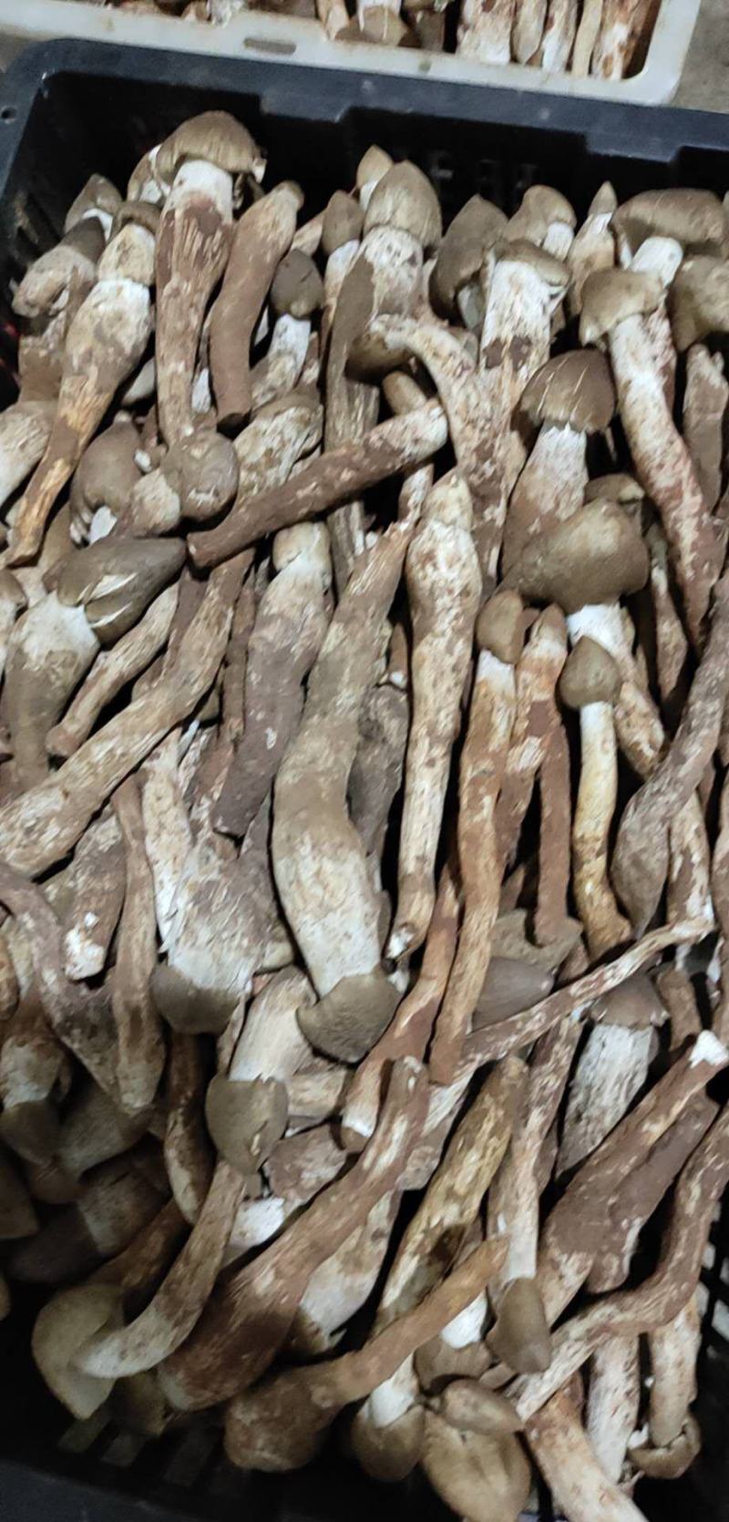 冰冻鸡枞片，全菇体加工