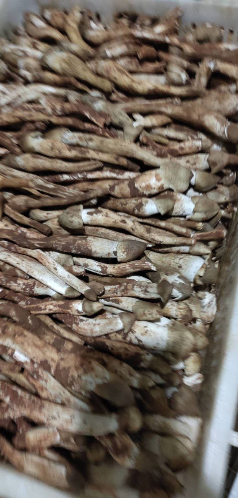 冰冻鸡枞片，全菇体加工
