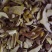 批发各种野生菌(干，鲜，冻)