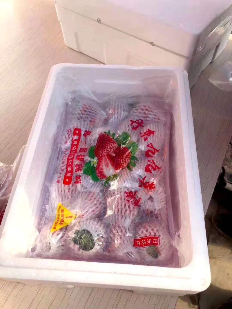 【一件代发】正宗丹东九九草莓产地顺丰包邮