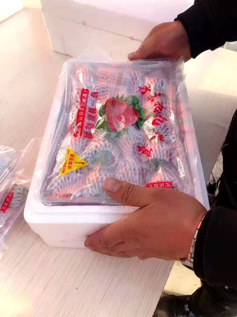 【一件代发】正宗丹东九九草莓产地顺丰包邮