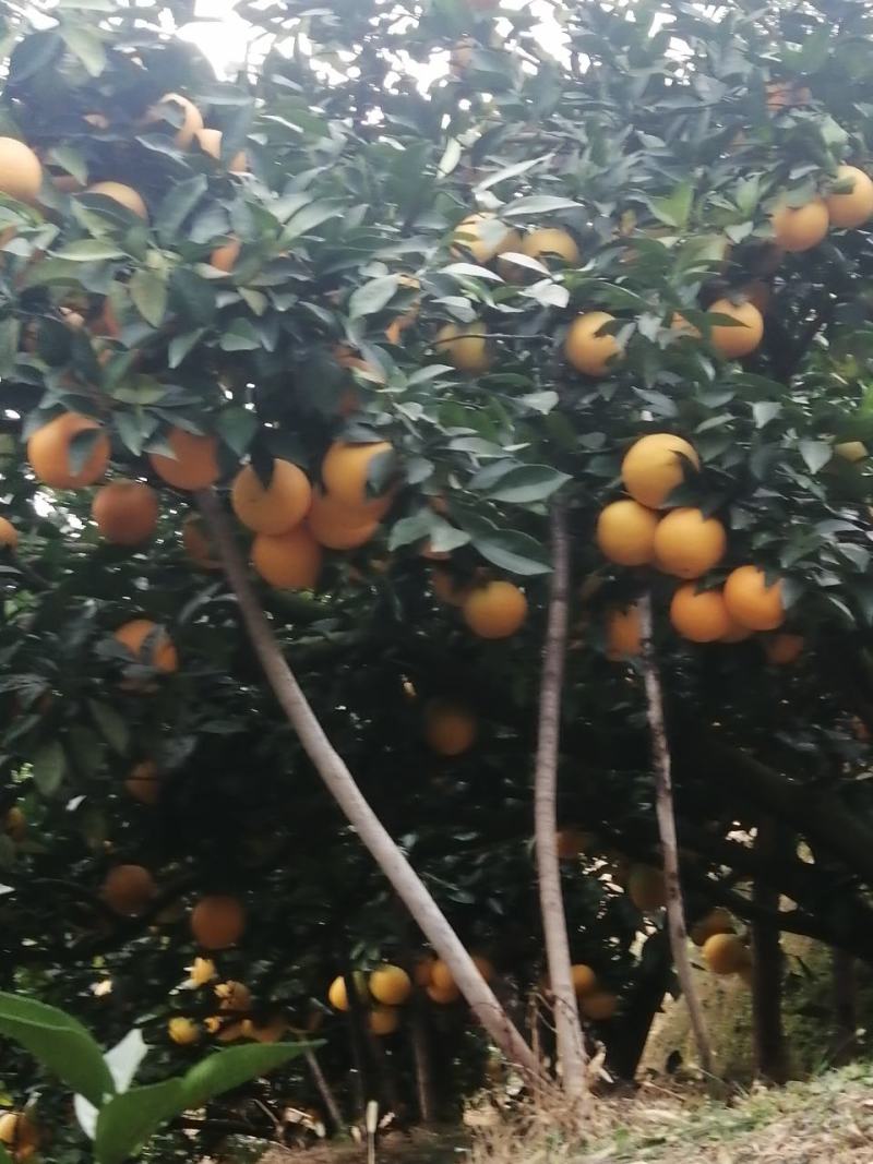 赣南脐橙，小岭脐橙基地欢迎你