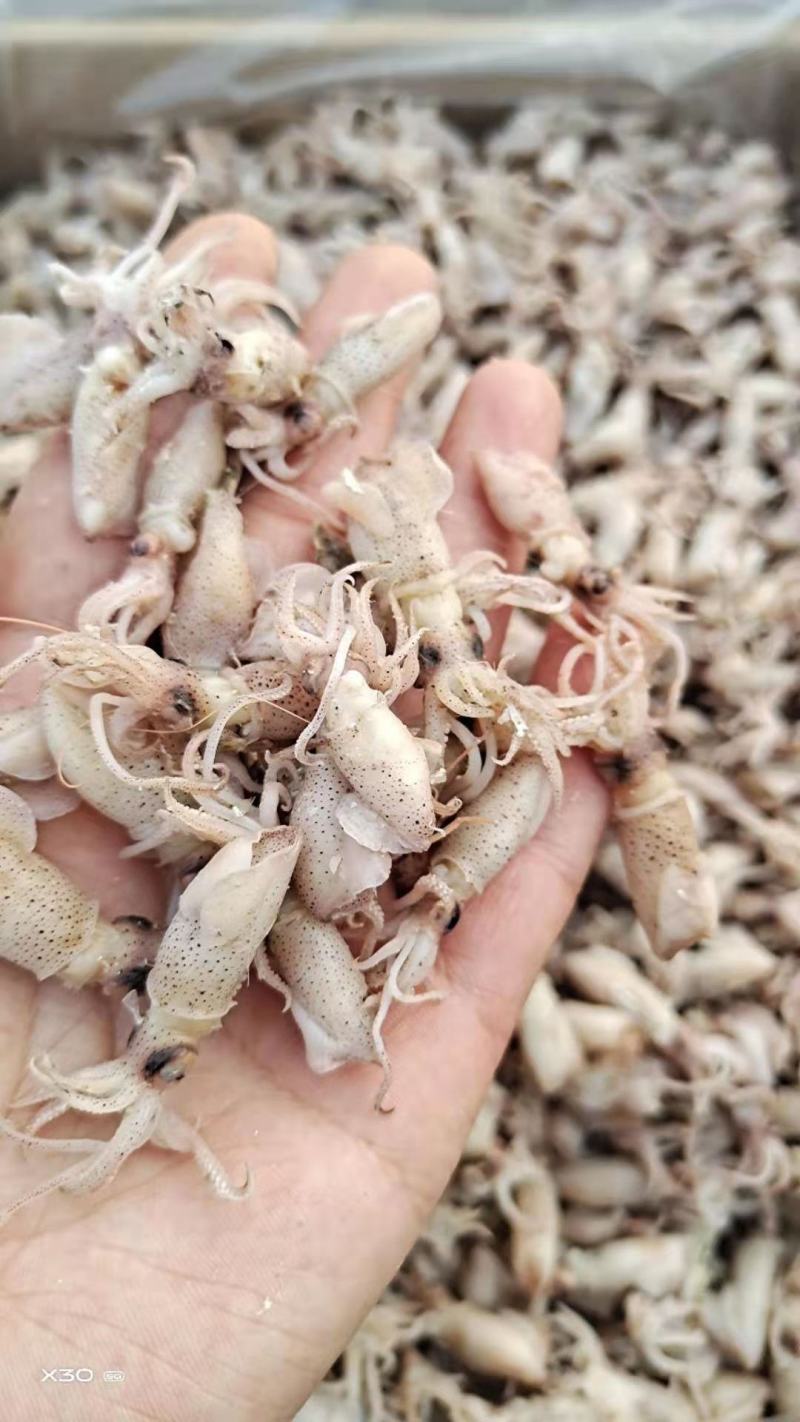 鲜海兔！可即食！味道鲜美！干度5/6成干！自己渔船捕捞的