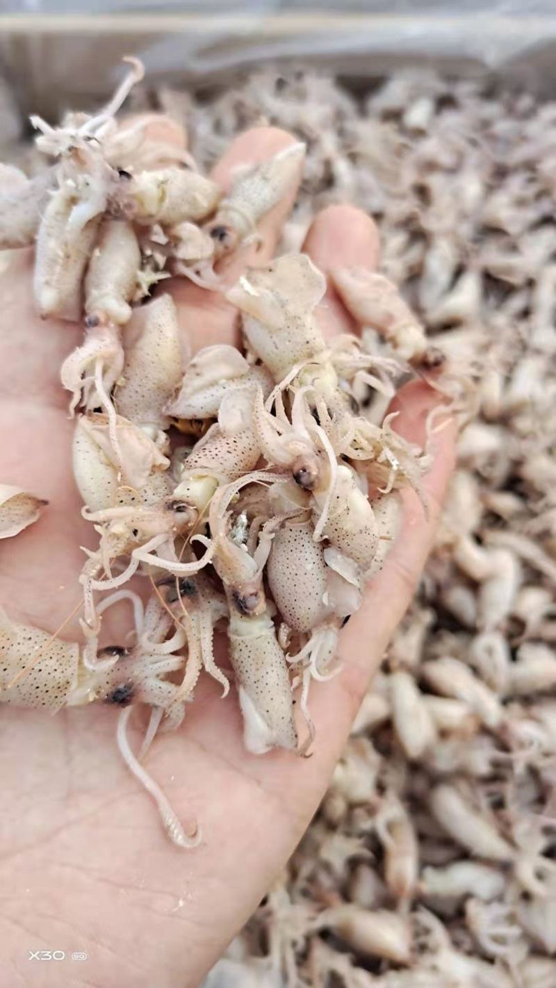 鲜海兔！可即食！味道鲜美！干度5/6成干！自己渔船捕捞的