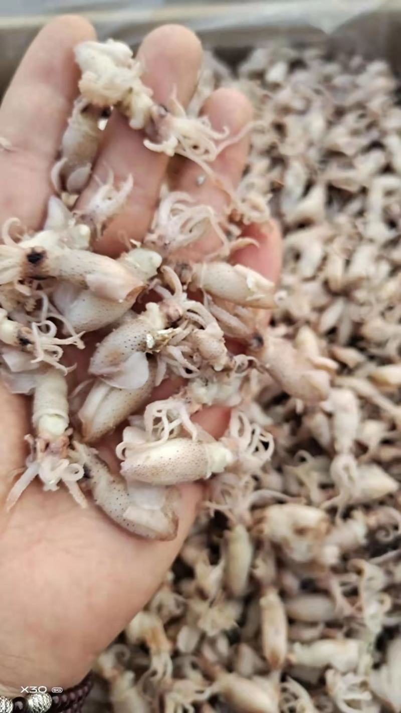 鲜海兔！可即食！味道鲜美！干度5/6成干！自己渔船捕捞的