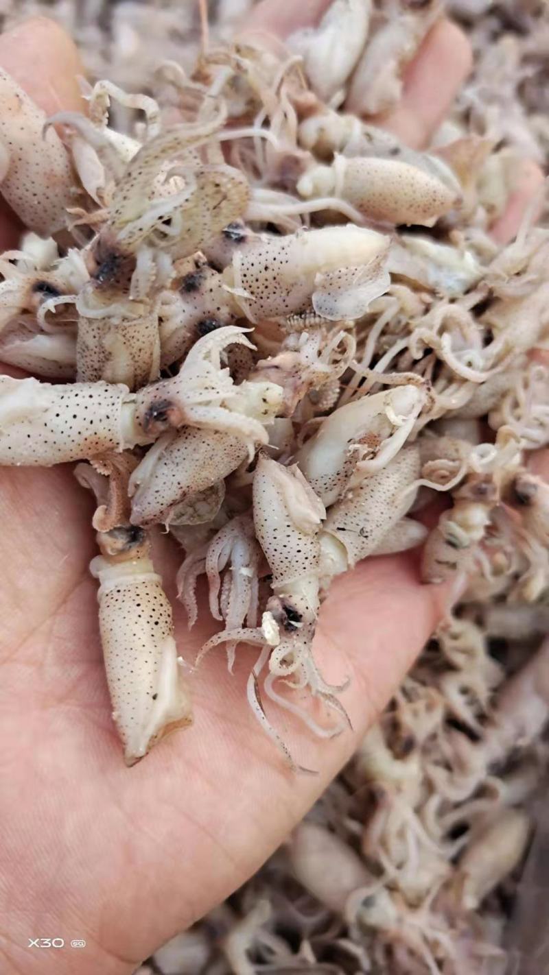 鲜海兔！可即食！味道鲜美！干度5/6成干！自己渔船捕捞的