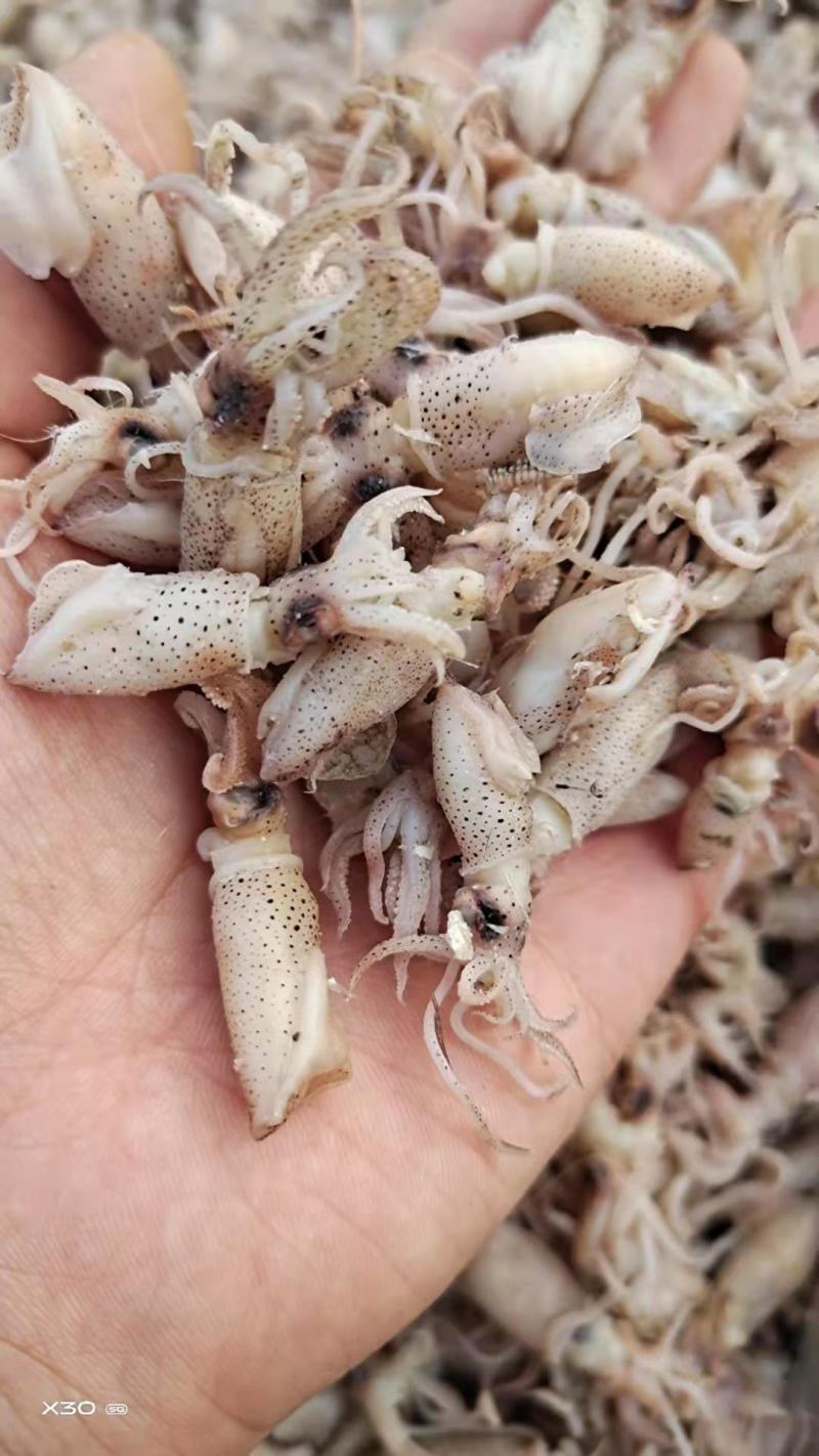 鲜海兔！可即食！味道鲜美！干度5/6成干！自己渔船捕捞的