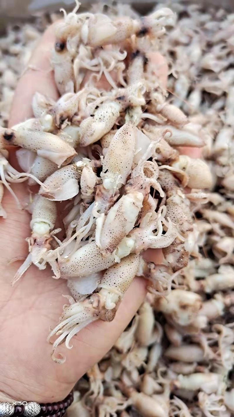 鲜海兔！可即食！味道鲜美！干度5/6成干！自己渔船捕捞的