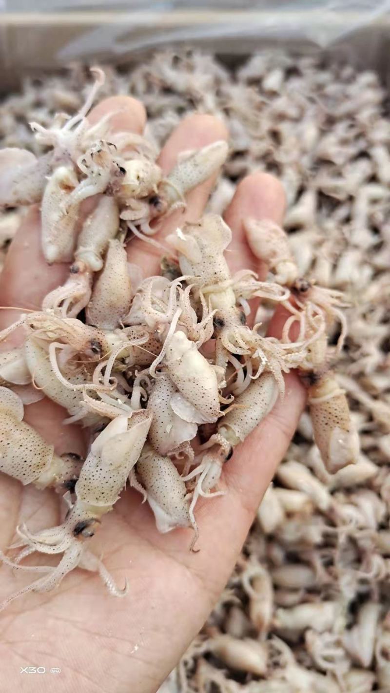 鲜海兔！可即食！味道鲜美！干度5/6成干！自己渔船捕捞的