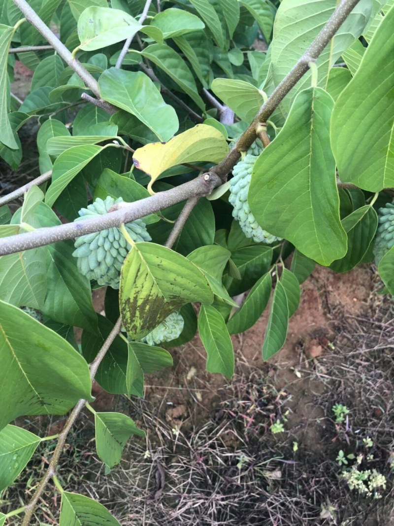 【基地直发】好吃的释迦果已上市，果子鲜，可一件代发