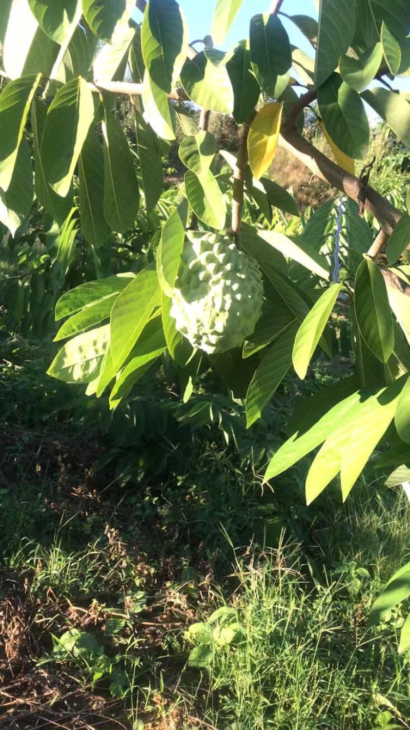 【基地直发】好吃的释迦果已上市，果子鲜，可一件代发