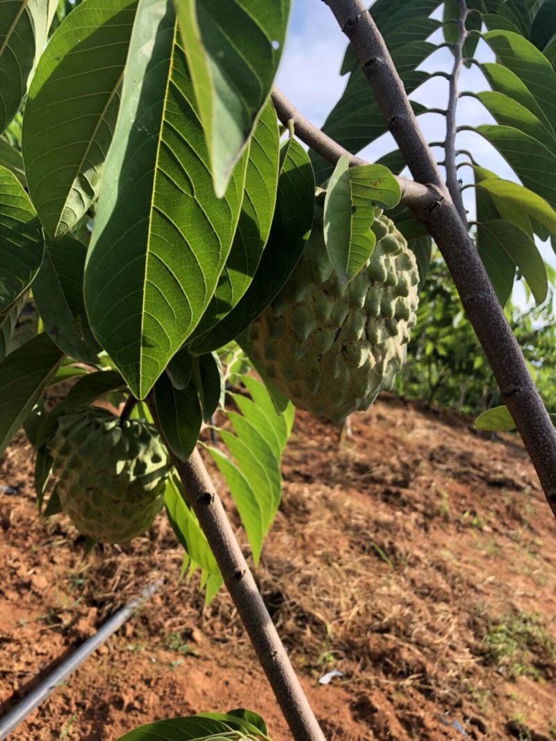 【基地直发】好吃的释迦果已上市，果子鲜，可一件代发