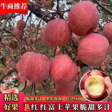 山东苹果红富士苹果对接商超电商出口团购市场