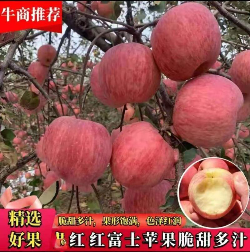山东苹果红富士苹果对接商超电商出口团购市场