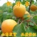 凯特杏树苗优质嫁接杏树苗适合各地种植品种齐全量大从优