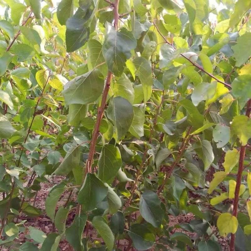 凯特杏树苗优质嫁接杏树苗适合各地种植品种齐全量大从优