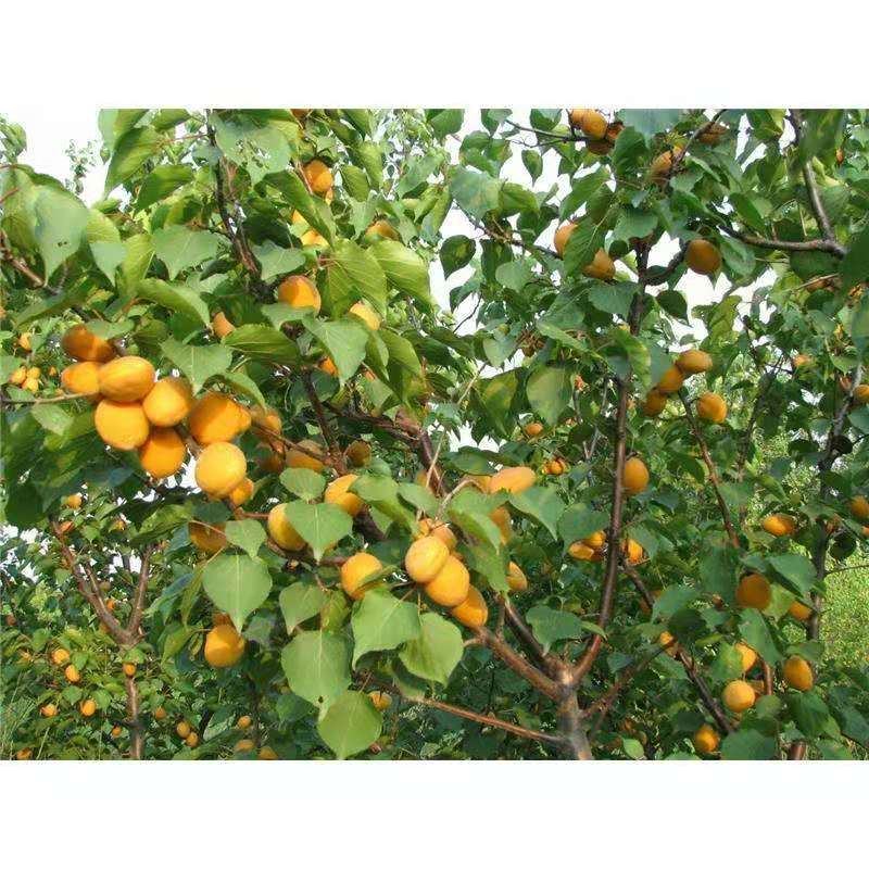 凯特杏树苗优质嫁接杏树苗适合各地种植品种齐全量大从优