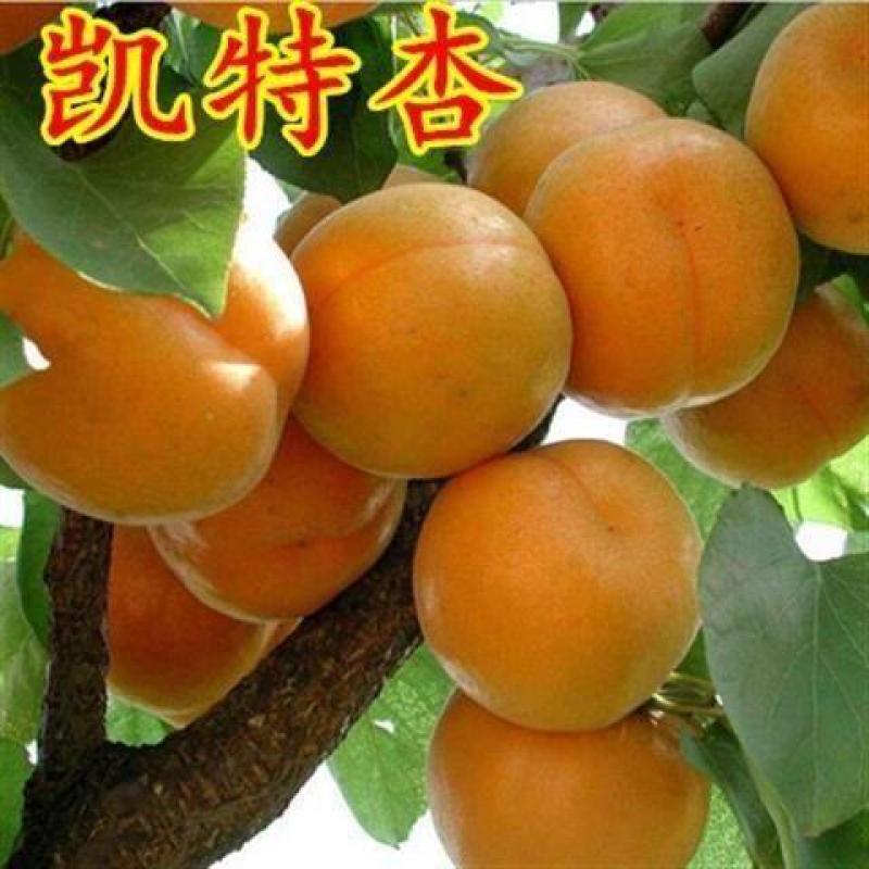 凯特杏树苗优质嫁接杏树苗适合各地种植品种齐全量大从优