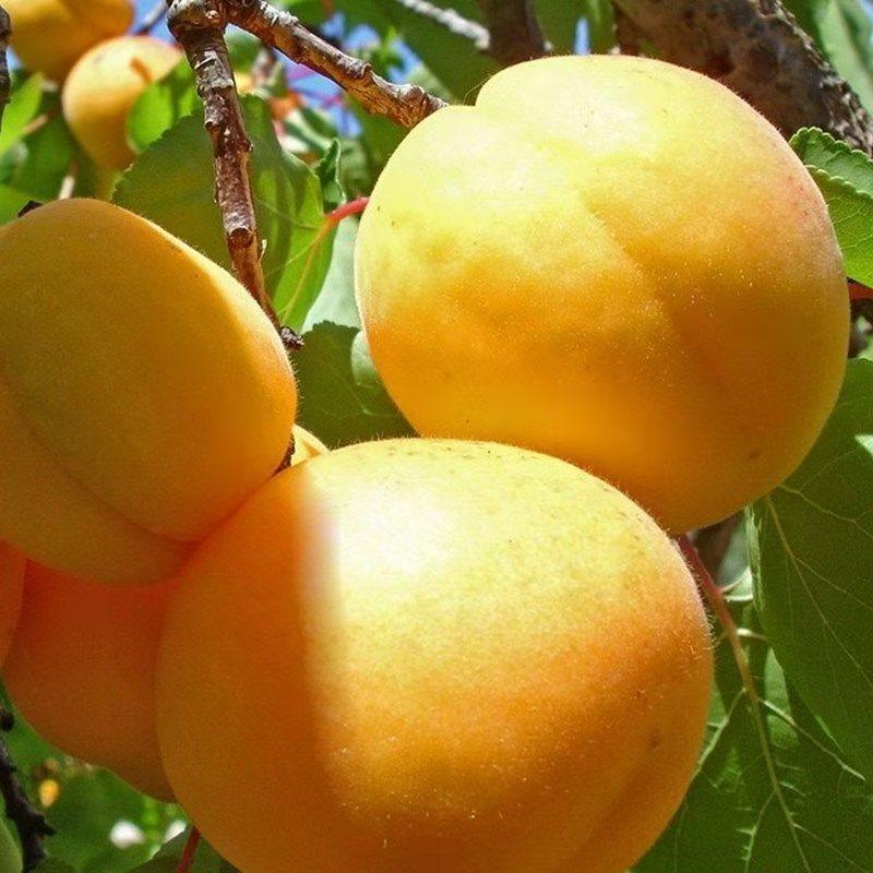 凯特杏树苗优质嫁接杏树苗适合各地种植品种齐全量大从优
