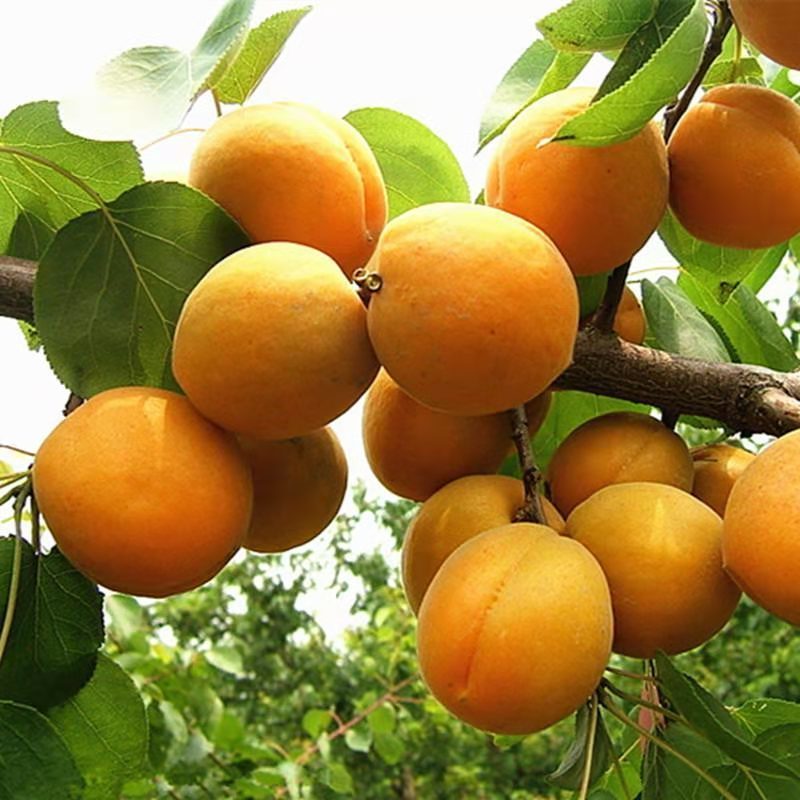 凯特杏树苗优质嫁接杏树苗适合各地种植品种齐全量大从优