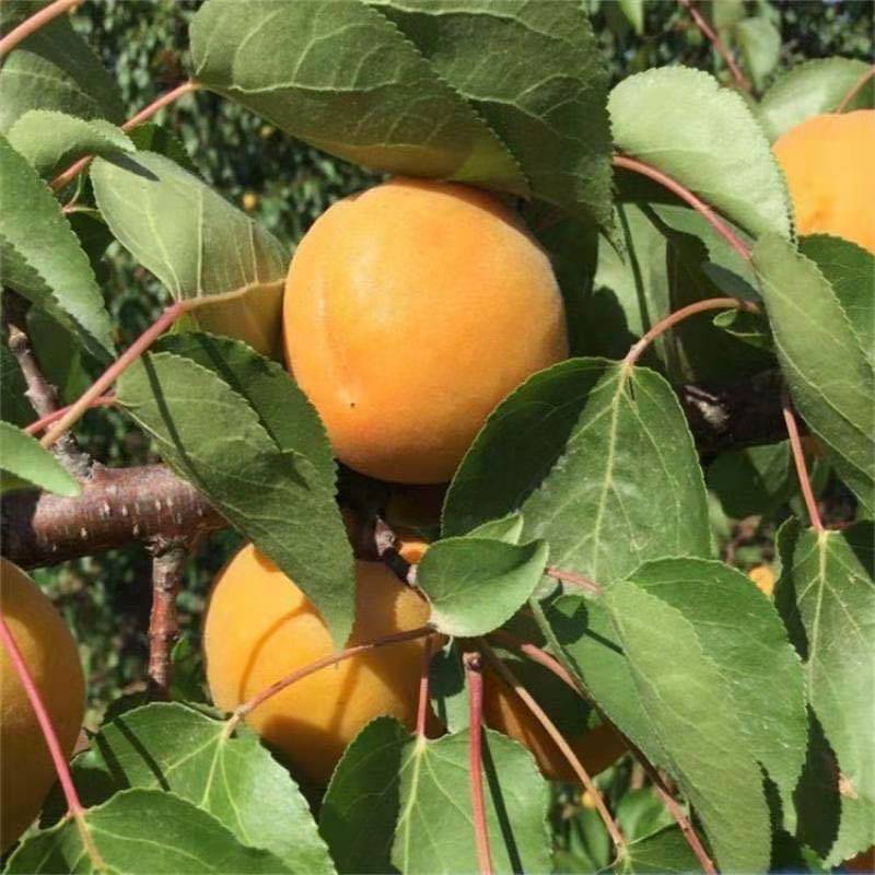 凯特杏树苗优质嫁接杏树苗适合各地种植品种齐全量大从优
