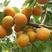凯特杏树苗优质嫁接杏树苗适合各地种植品种齐全量大从优