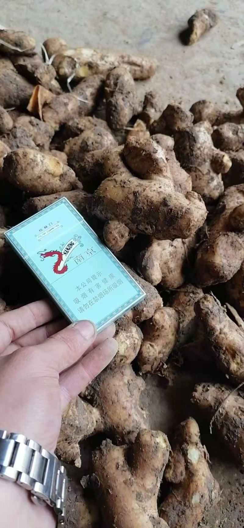 【精品姜母】山东本地姜母品质好辣味足全年供货保质保量