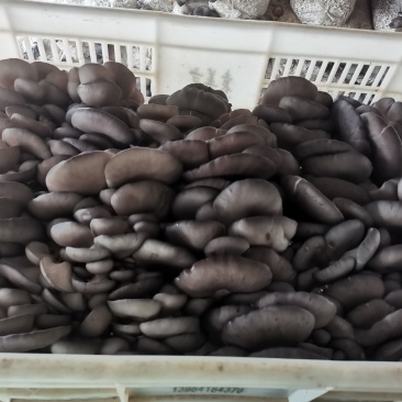 一级平菇，合作社供货，长期合作，有市场冷库