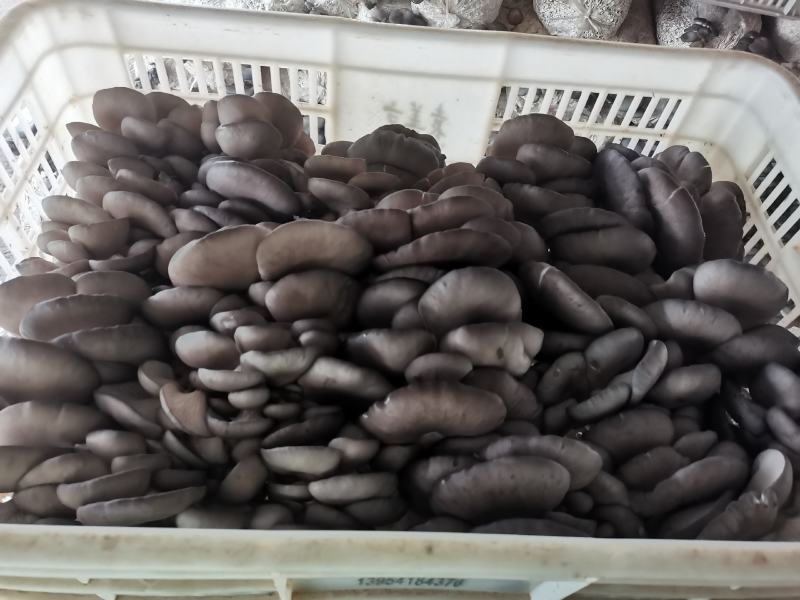 一级平菇，合作社供货，长期合作，有市场冷库