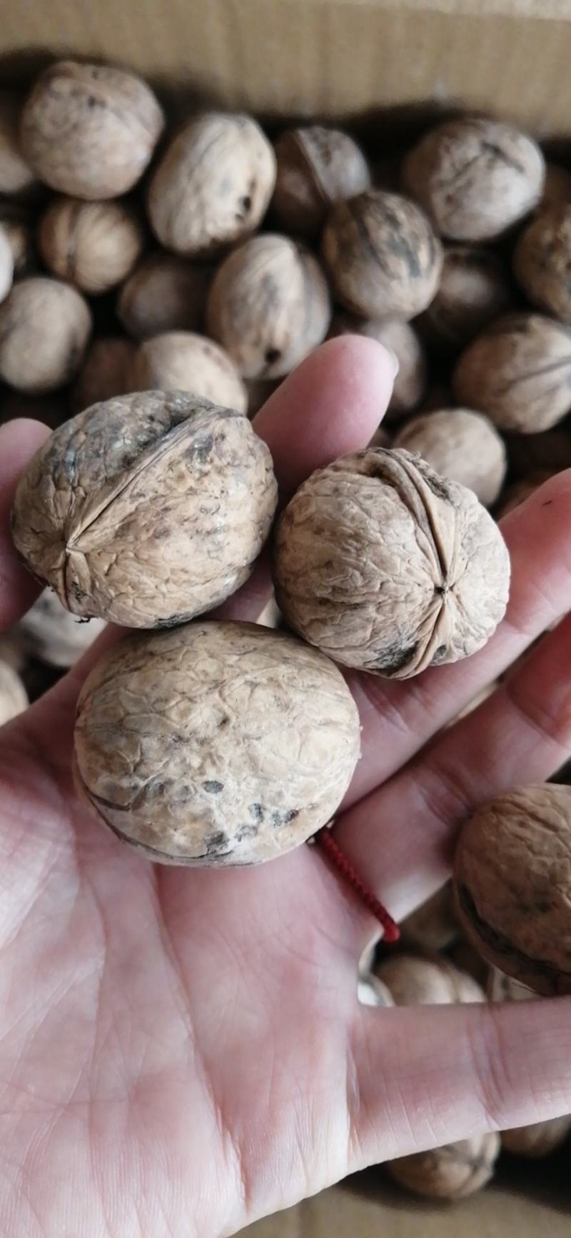 新疆特产185纸皮核桃