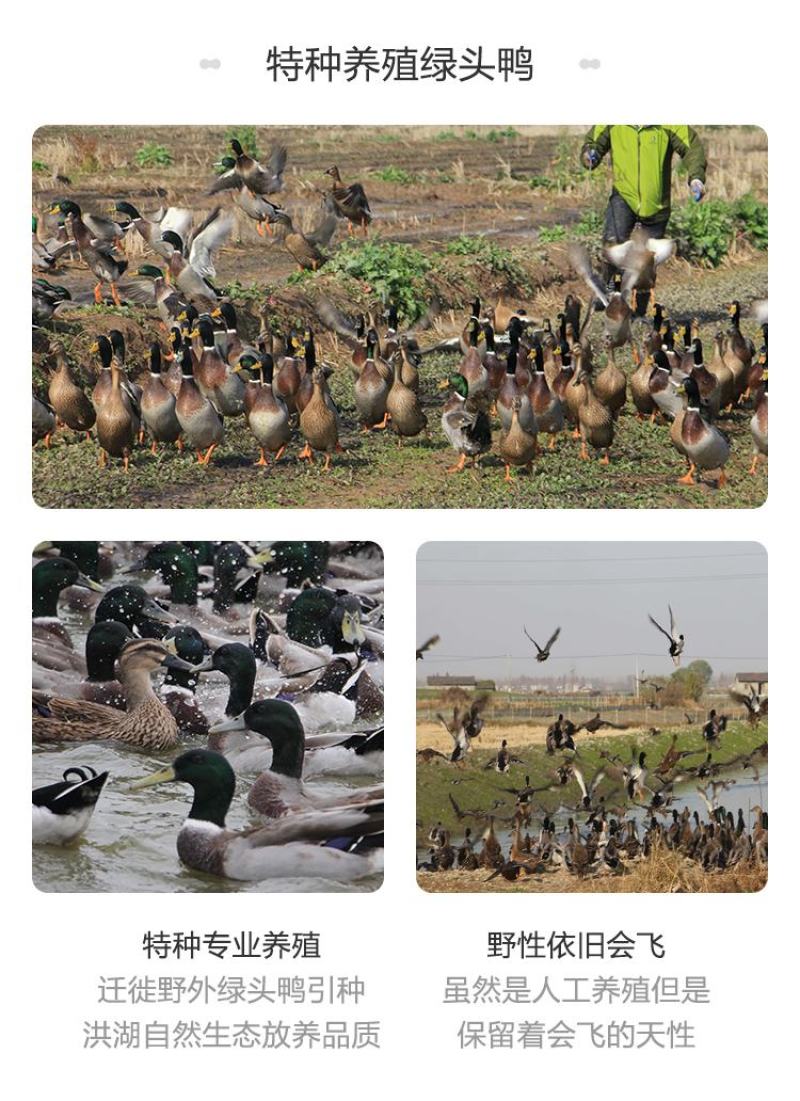 【地标产品盒马合作】纯粮喂养洪湖绿头鸭货源稳定