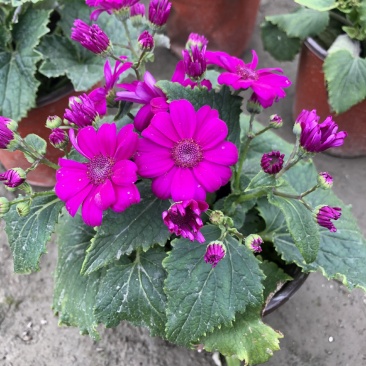 瓜叶菊，双色杯瓜叶菊，瓜叶菊基地批发销售