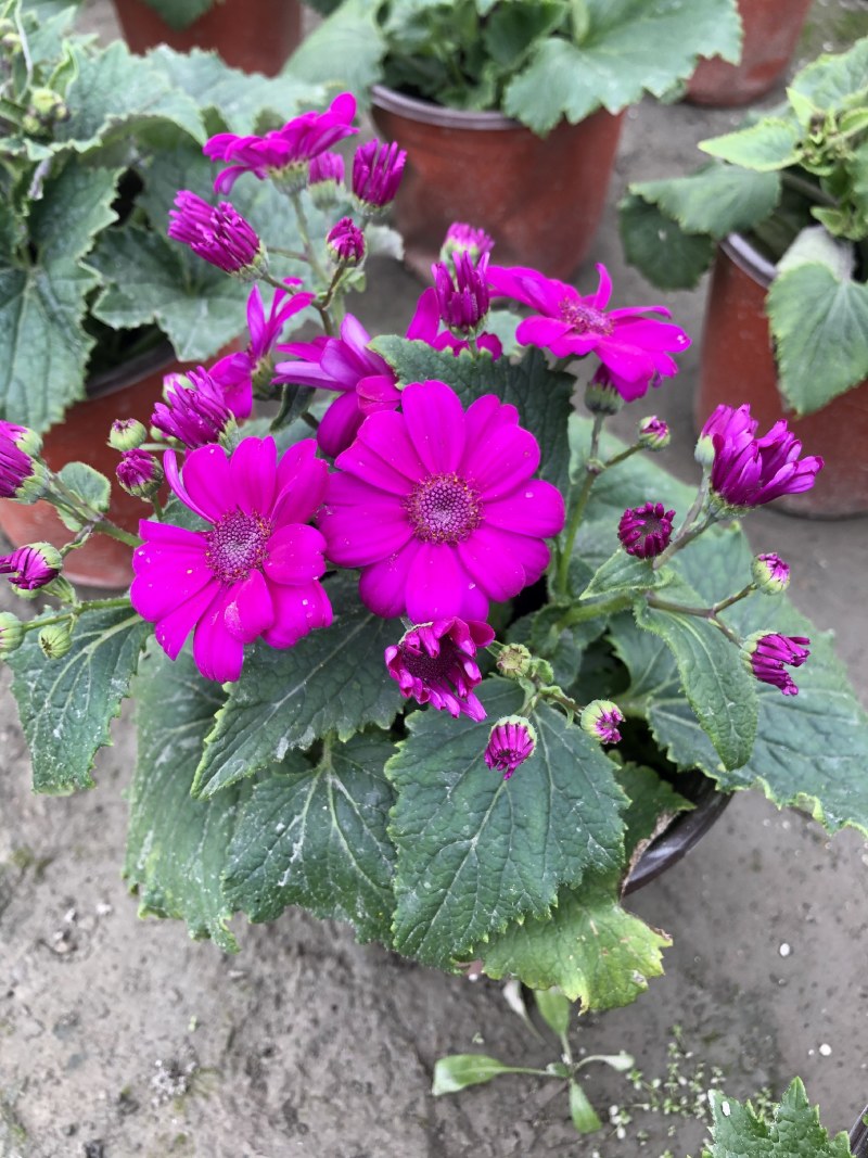 瓜叶菊，双色杯瓜叶菊，瓜叶菊基地批发销售
