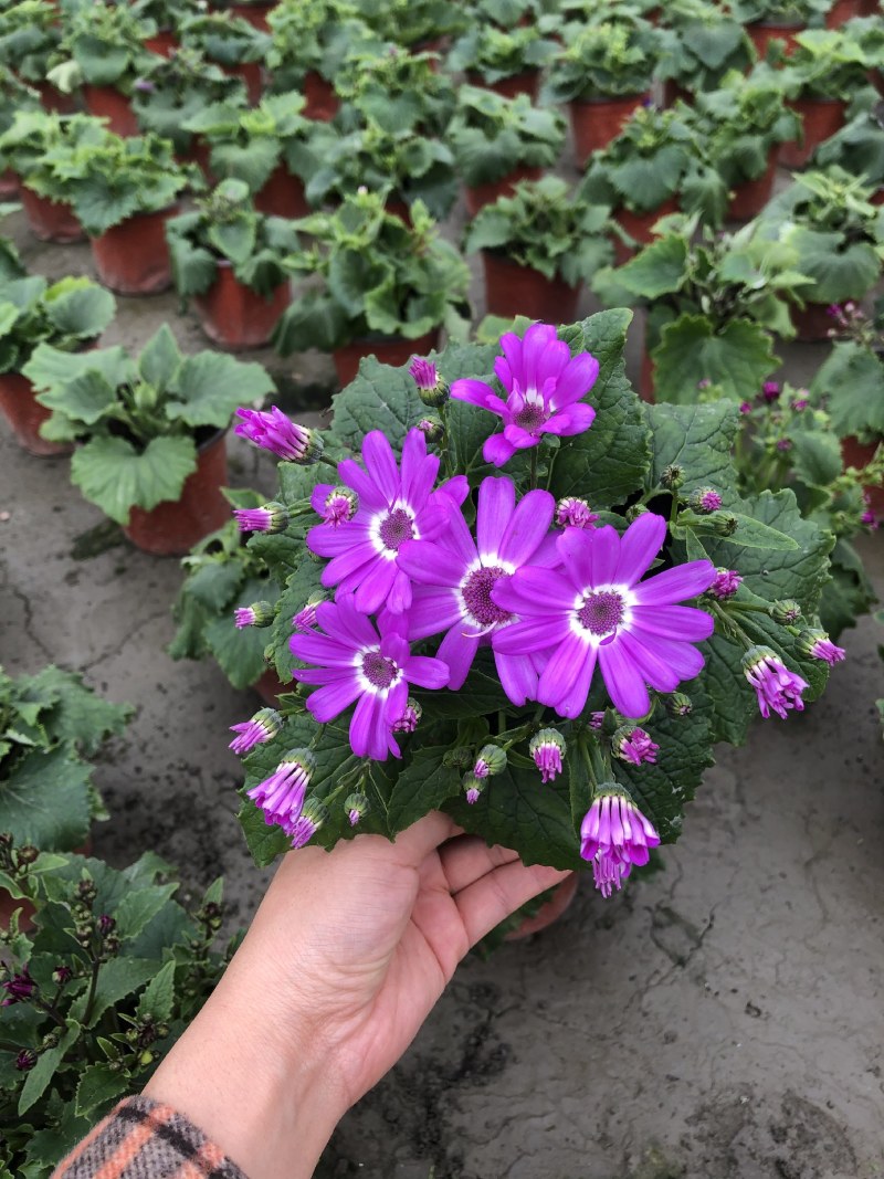 瓜叶菊，双色杯瓜叶菊，瓜叶菊基地批发销售