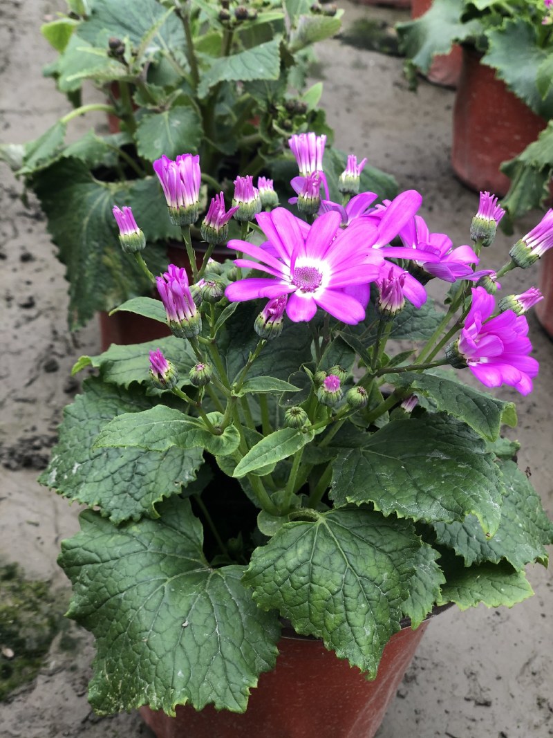 瓜叶菊，双色杯瓜叶菊，瓜叶菊基地批发销售