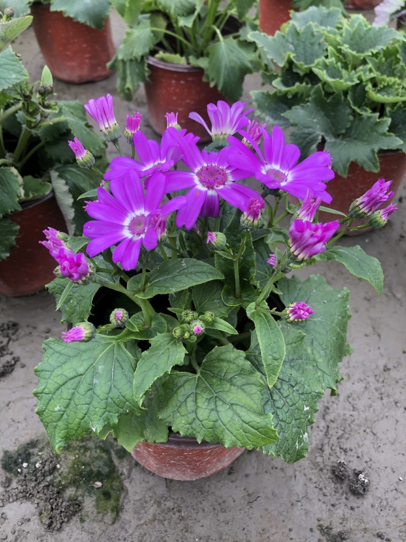 瓜叶菊，双色杯瓜叶菊，瓜叶菊基地批发销售