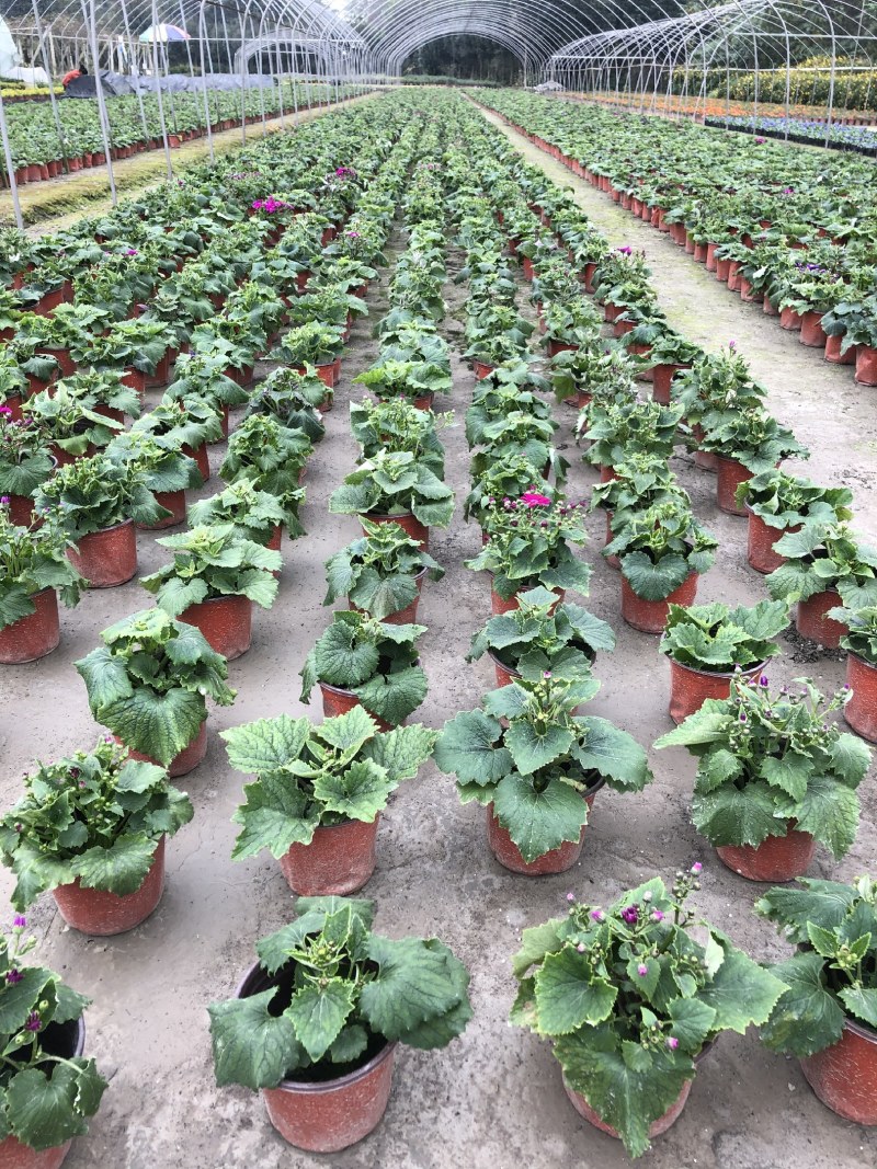 瓜叶菊，双色杯瓜叶菊，瓜叶菊基地批发销售