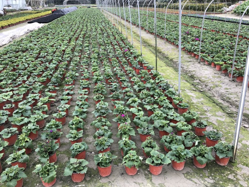 瓜叶菊，双色杯瓜叶菊，瓜叶菊基地批发销售