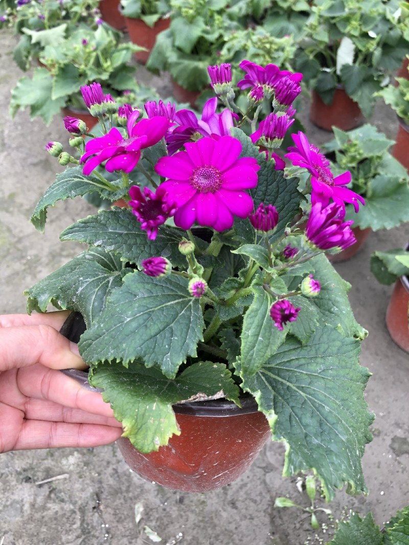 瓜叶菊，双色杯瓜叶菊，瓜叶菊基地批发销售