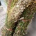 贵州野生一支黄花，全草，干货无硫中药材