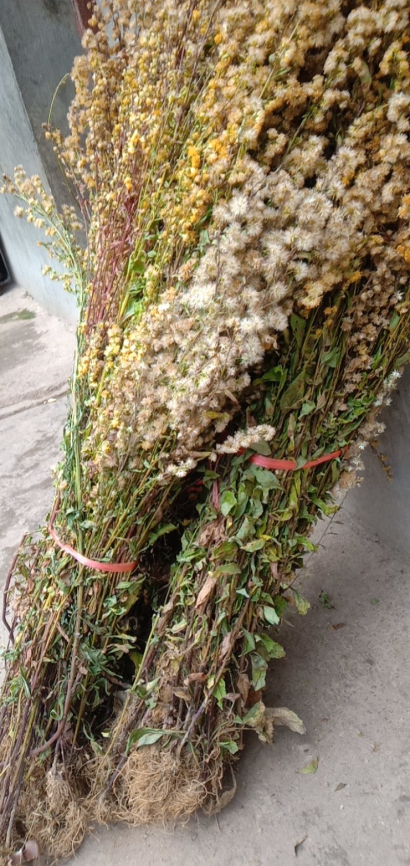 贵州野生一支黄花，全草，干货无硫中药材