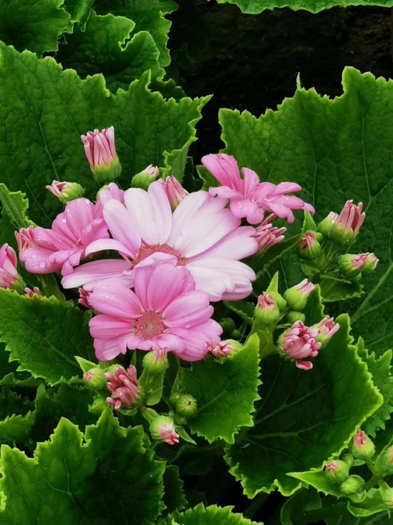瓜叶菊，双色杯瓜叶菊，瓜叶菊基地批发销售