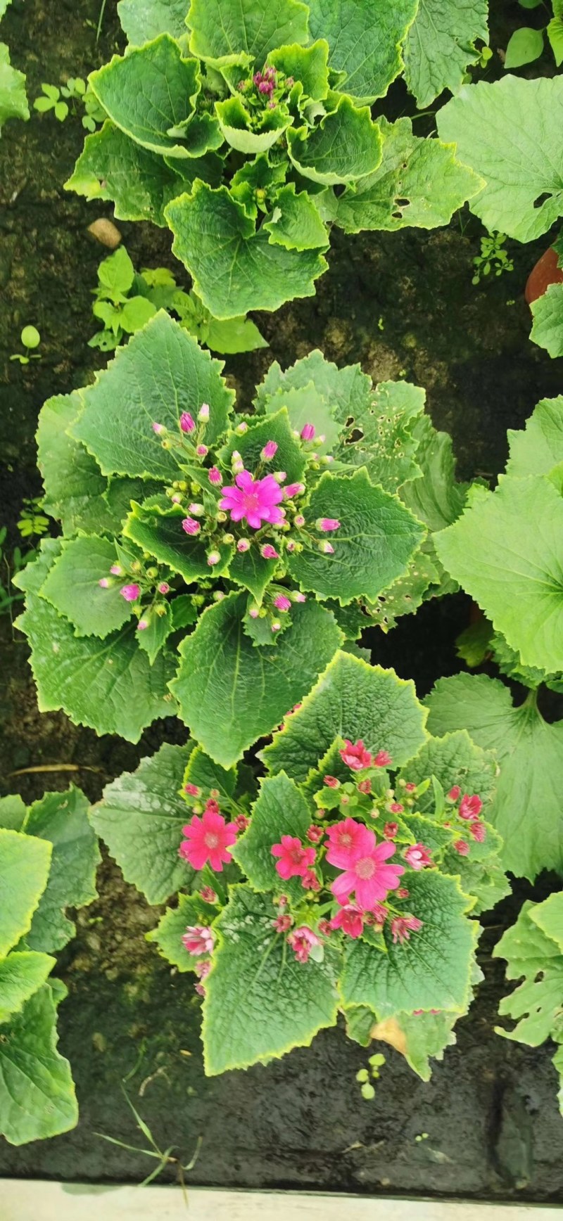 瓜叶菊，双色杯瓜叶菊，瓜叶菊基地批发销售