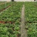 瓜叶菊，双色杯瓜叶菊，瓜叶菊基地批发销售