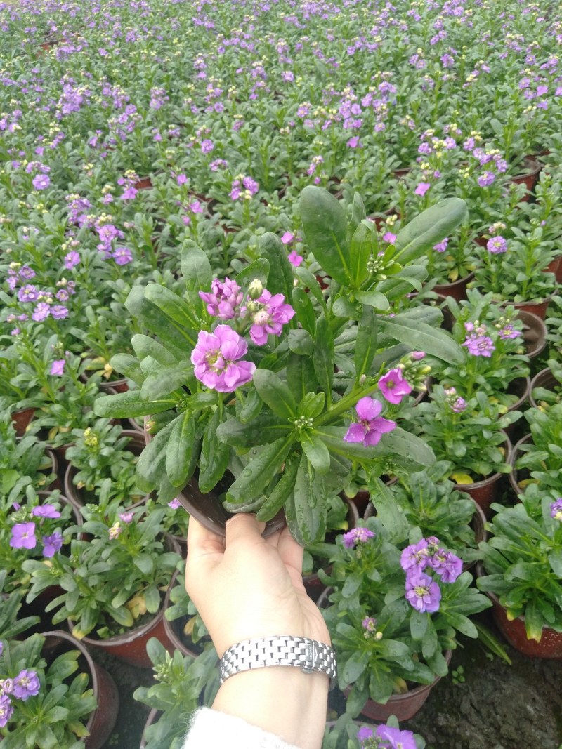 紫罗兰，紫罗兰批发，双色杯紫罗兰，成都紫罗兰