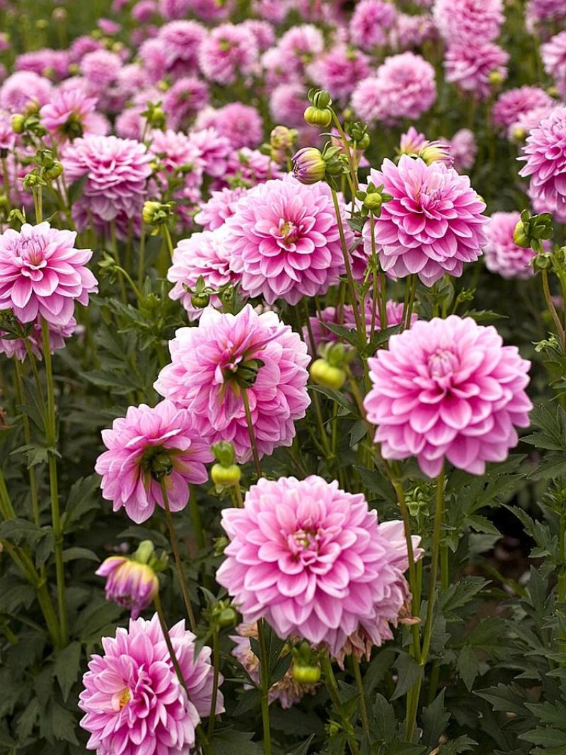 易活花种大丽花种子重瓣混色大丽菊地瓜花多年生大理花四季播