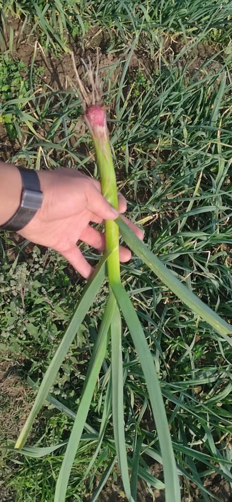红根蒜苗根红苗正无干尖无黄叶地头现场装货保质保量